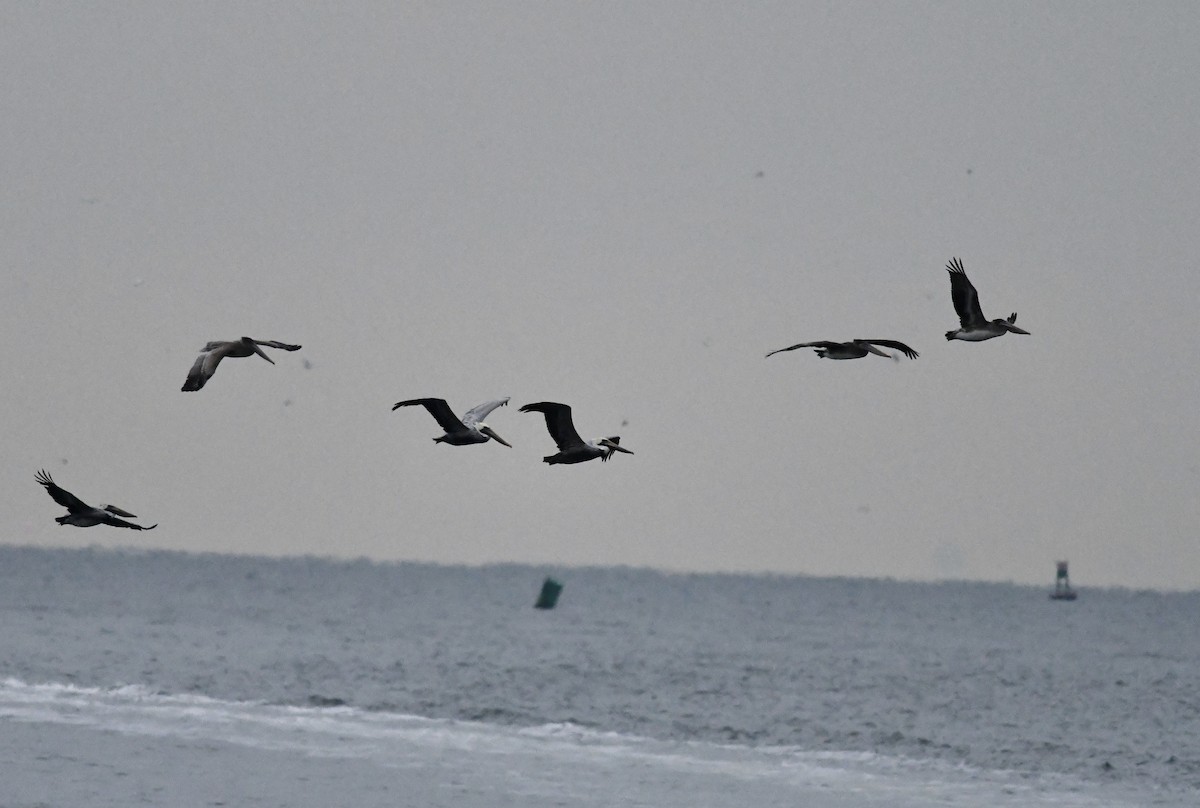 Pelícano Pardo - ML646681205