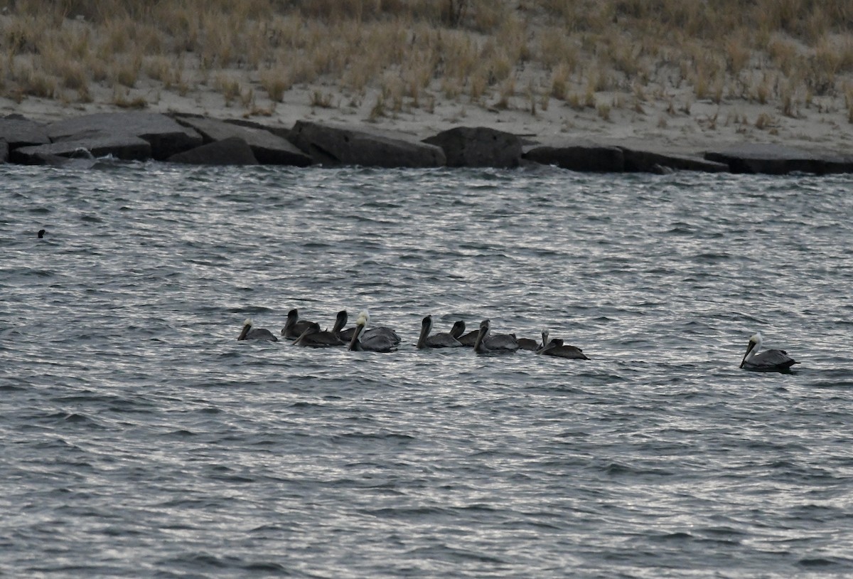 Pelícano Pardo - ML646681206