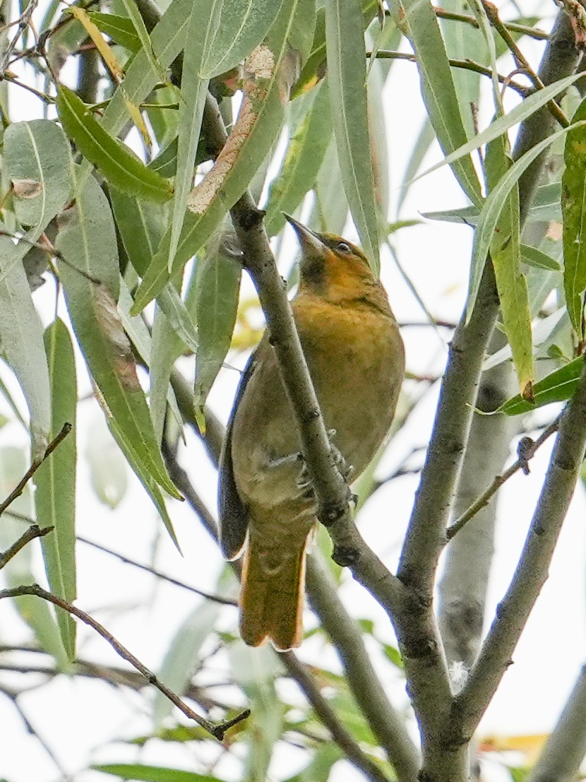 Turpial Dorsinegro - ML646681207