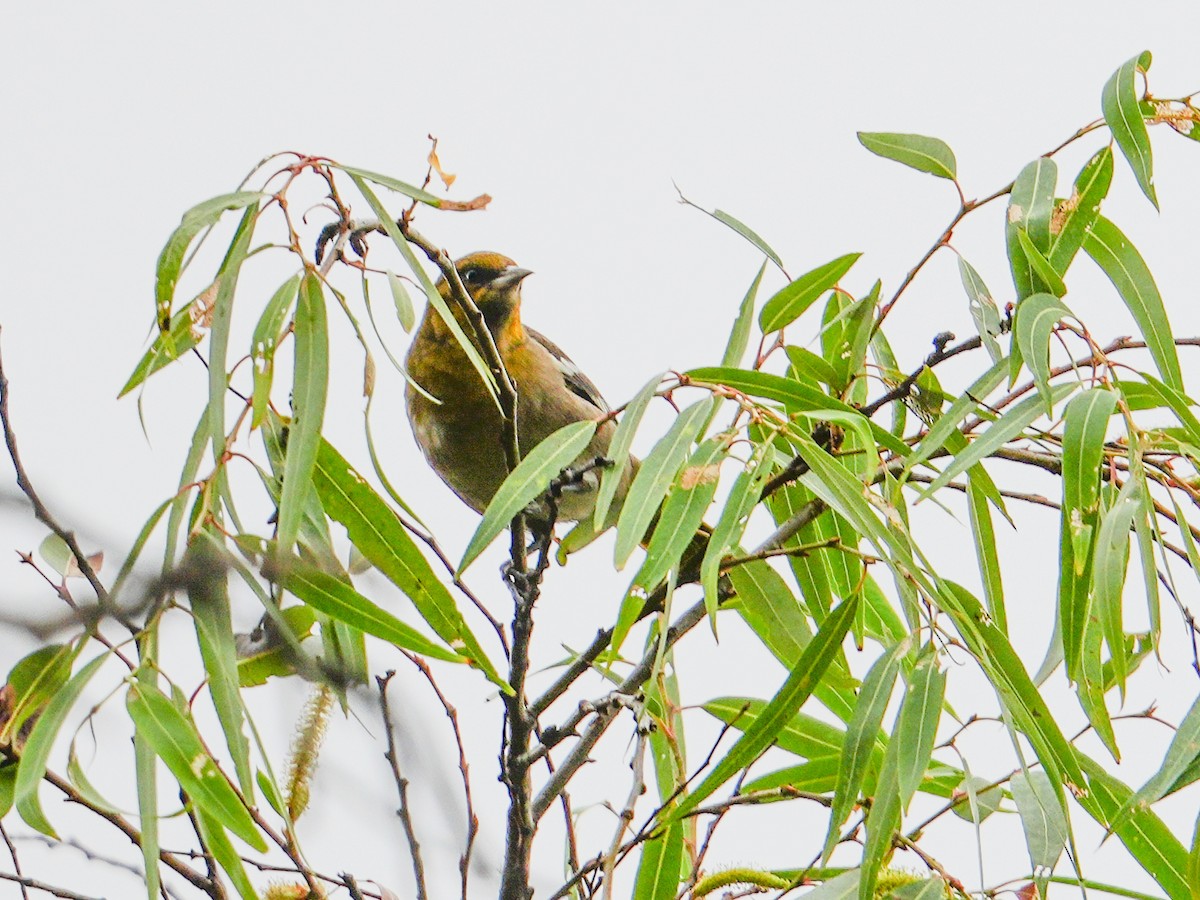 Turpial Dorsinegro - ML646681208