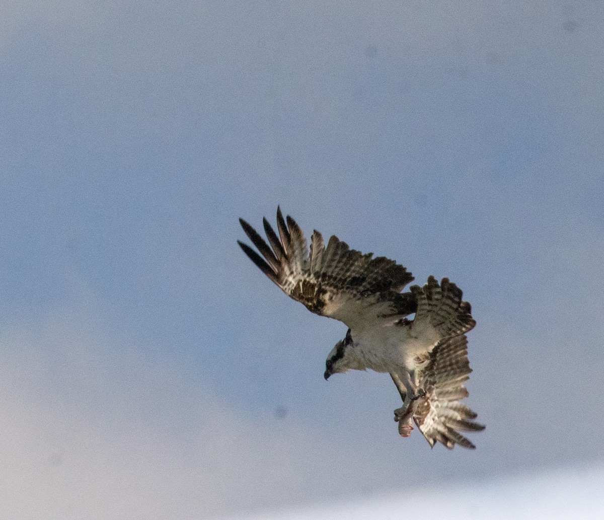 Águila Pescadora - ML646681211