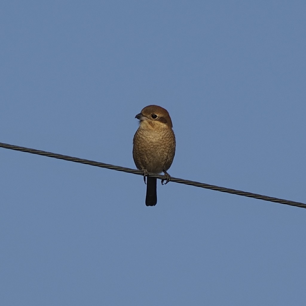 Alcaudón Bucéfalo - ML646681212