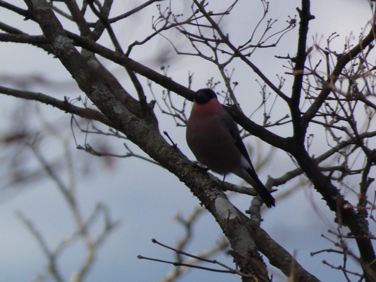 Camachuelo Común - ML646681213