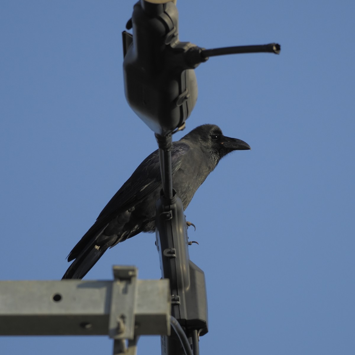 Cuervo Picudo - ML646681214