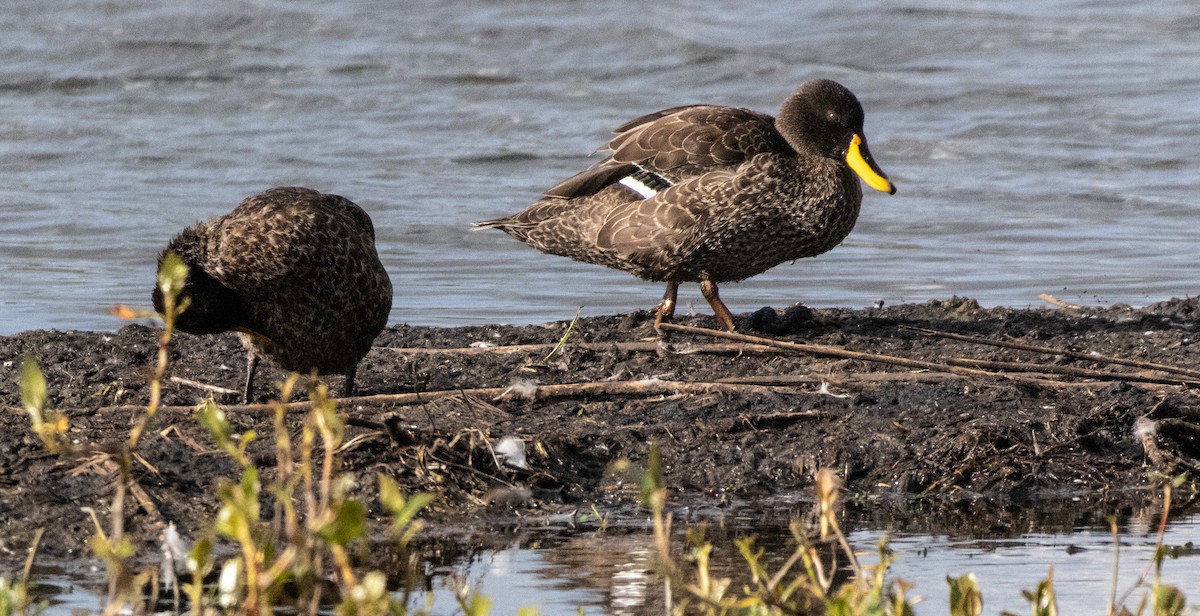 ברווז צהוב-מקור - ML646681215
