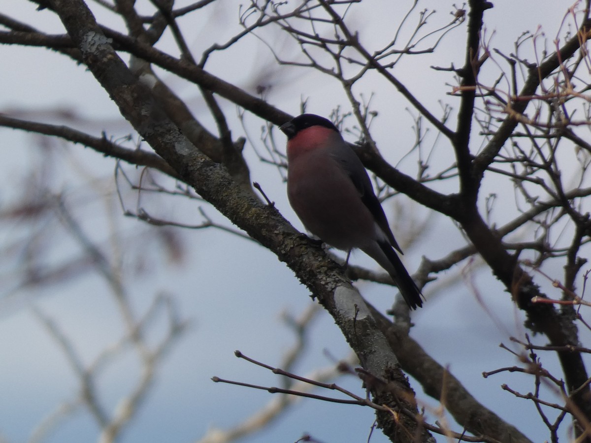 Camachuelo Común - ML646681216