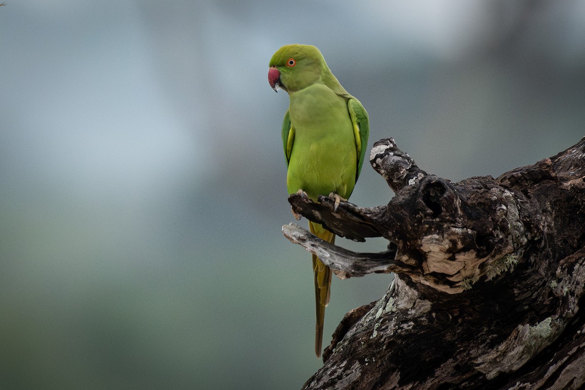 Cotorra de Kramer - ML646681217