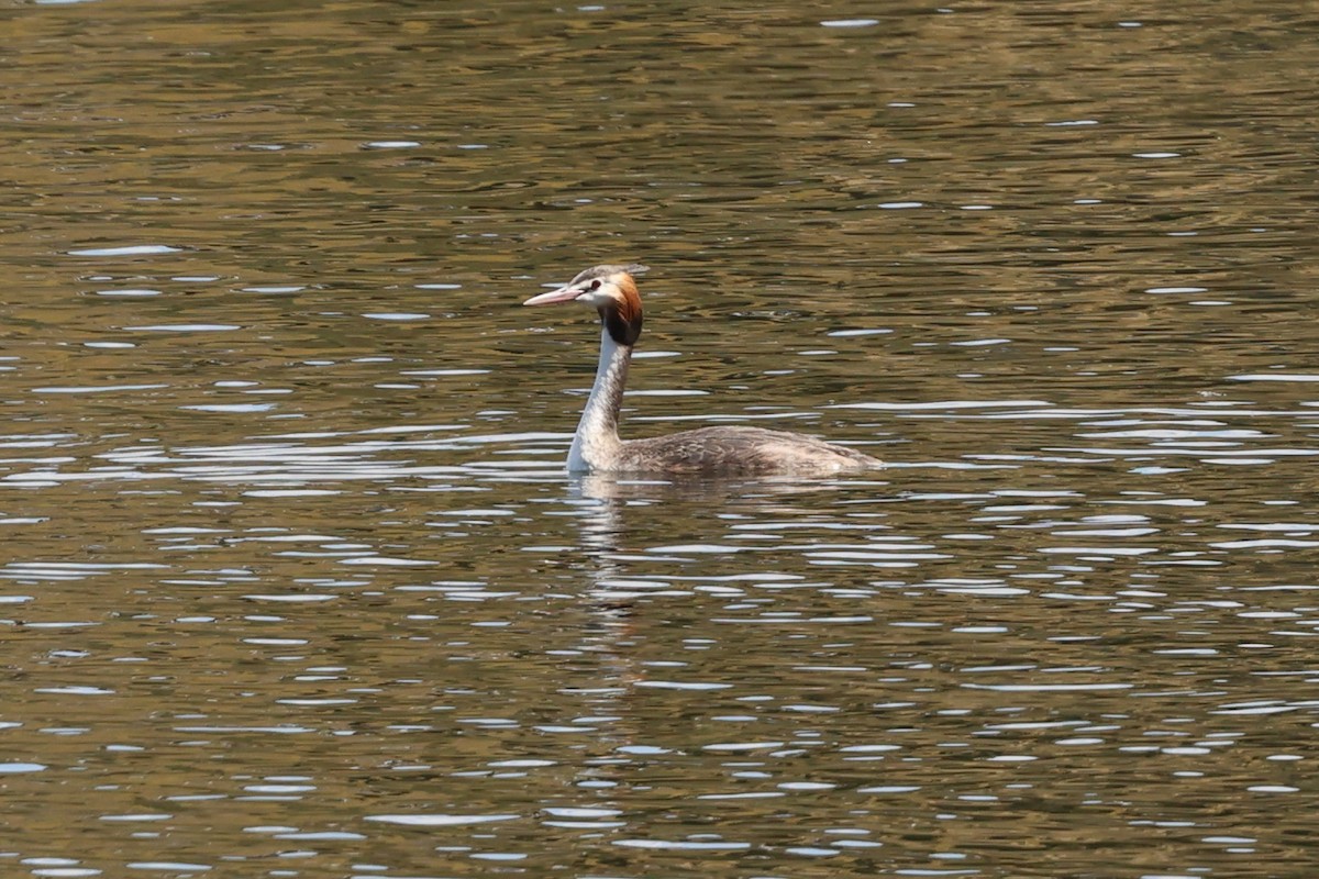 Somormujo Lavanco - ML646681219