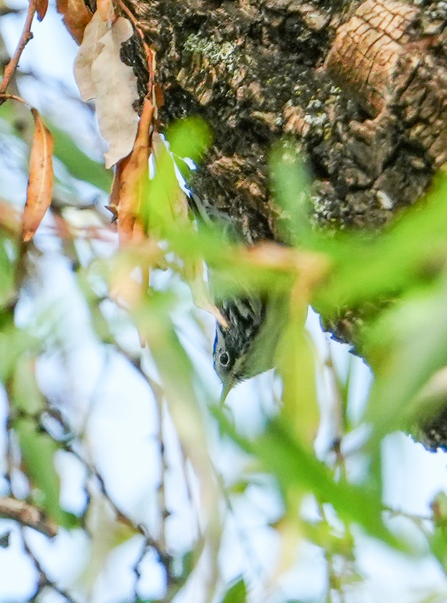 Reinita Trepadora - ML646681220