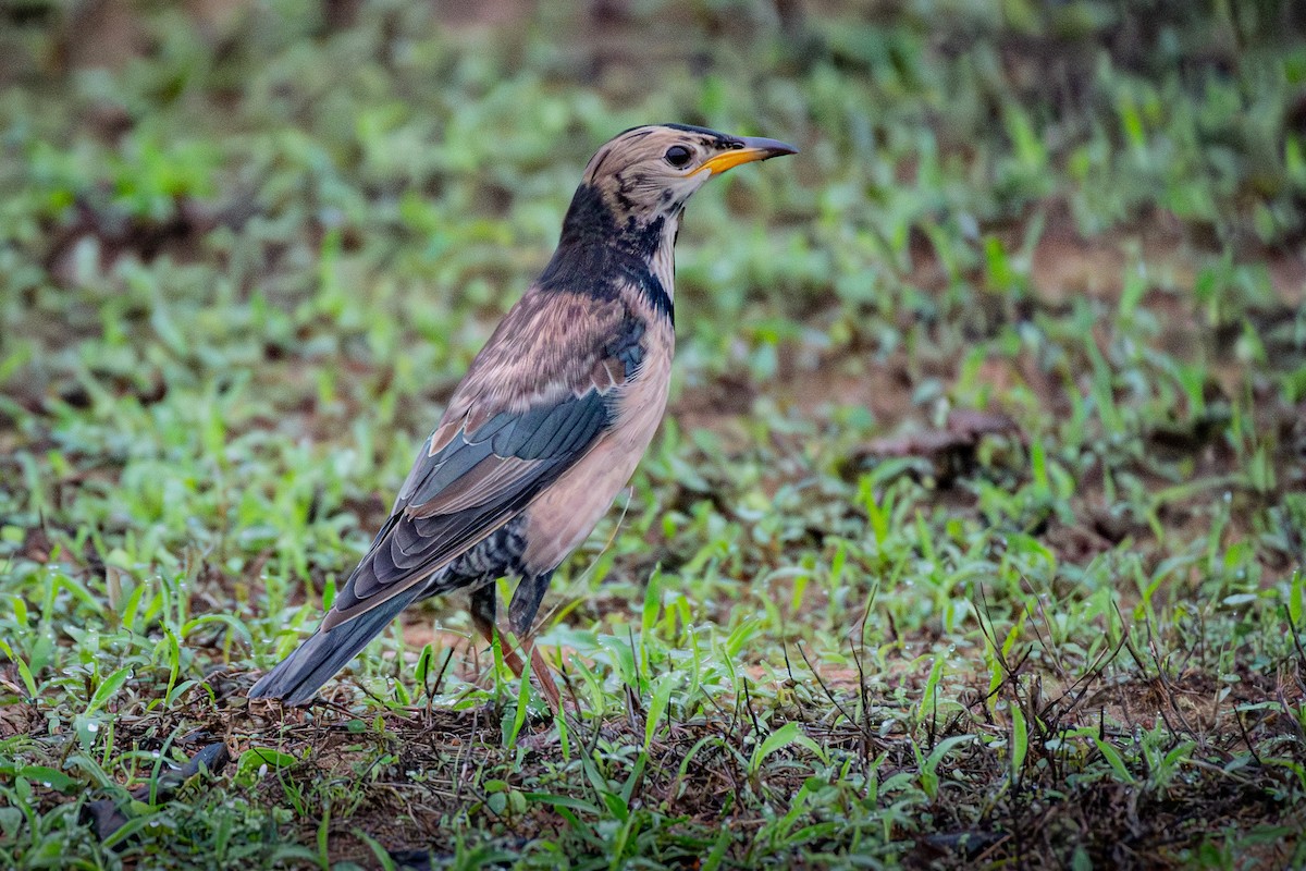 Estornino Rosado - ML646681221