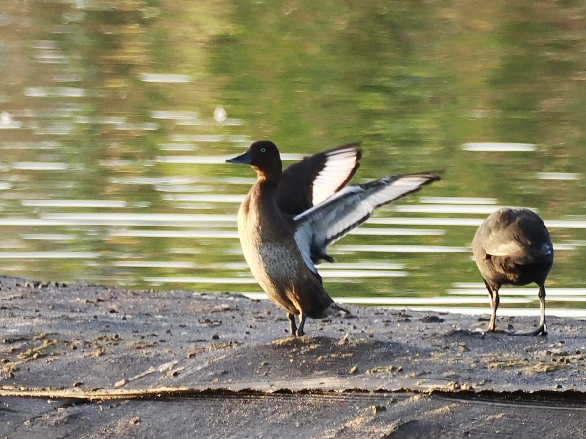 Porrón Pardo - ML646681222