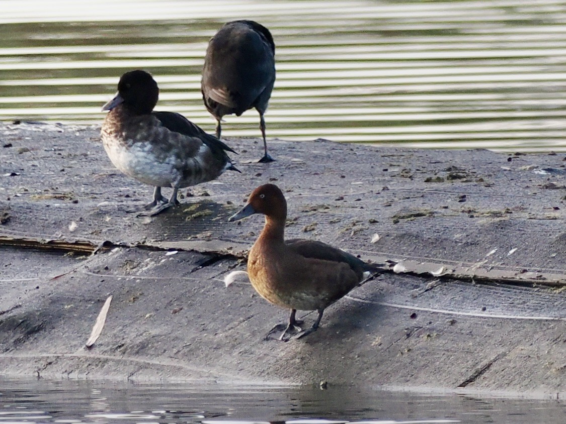 Porrón Pardo - ML646681223