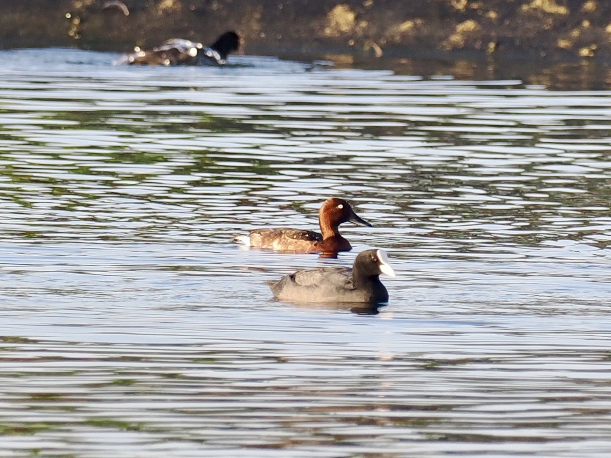 Porrón Pardo - ML646681224