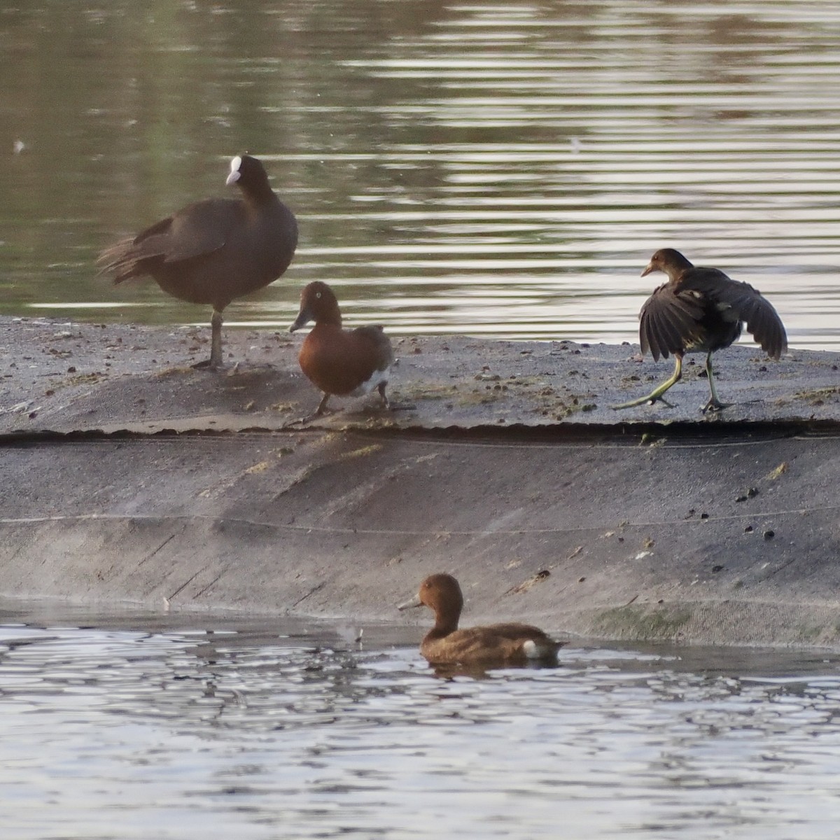 Porrón Pardo - ML646681227