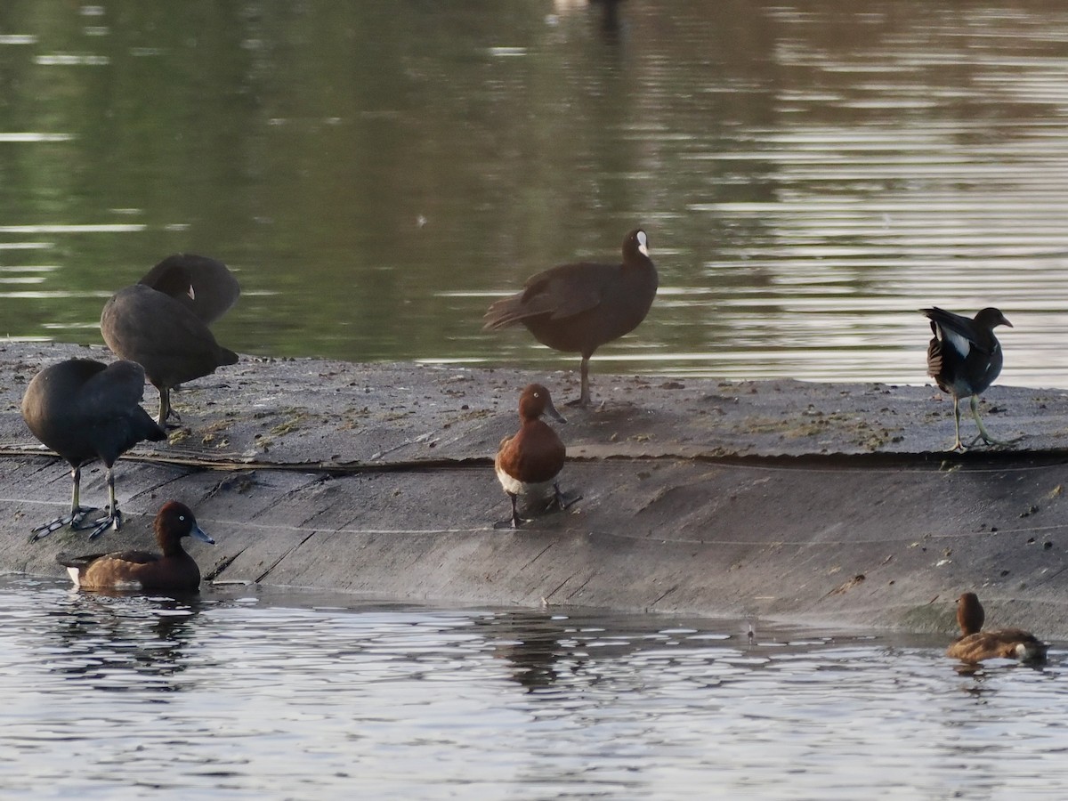 Porrón Pardo - ML646681228