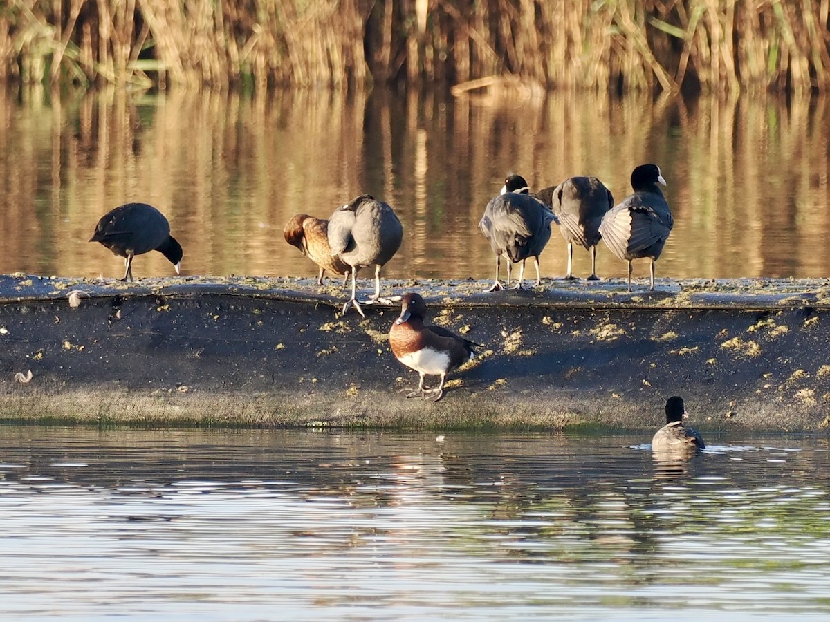 Porrón Pardo - ML646681229