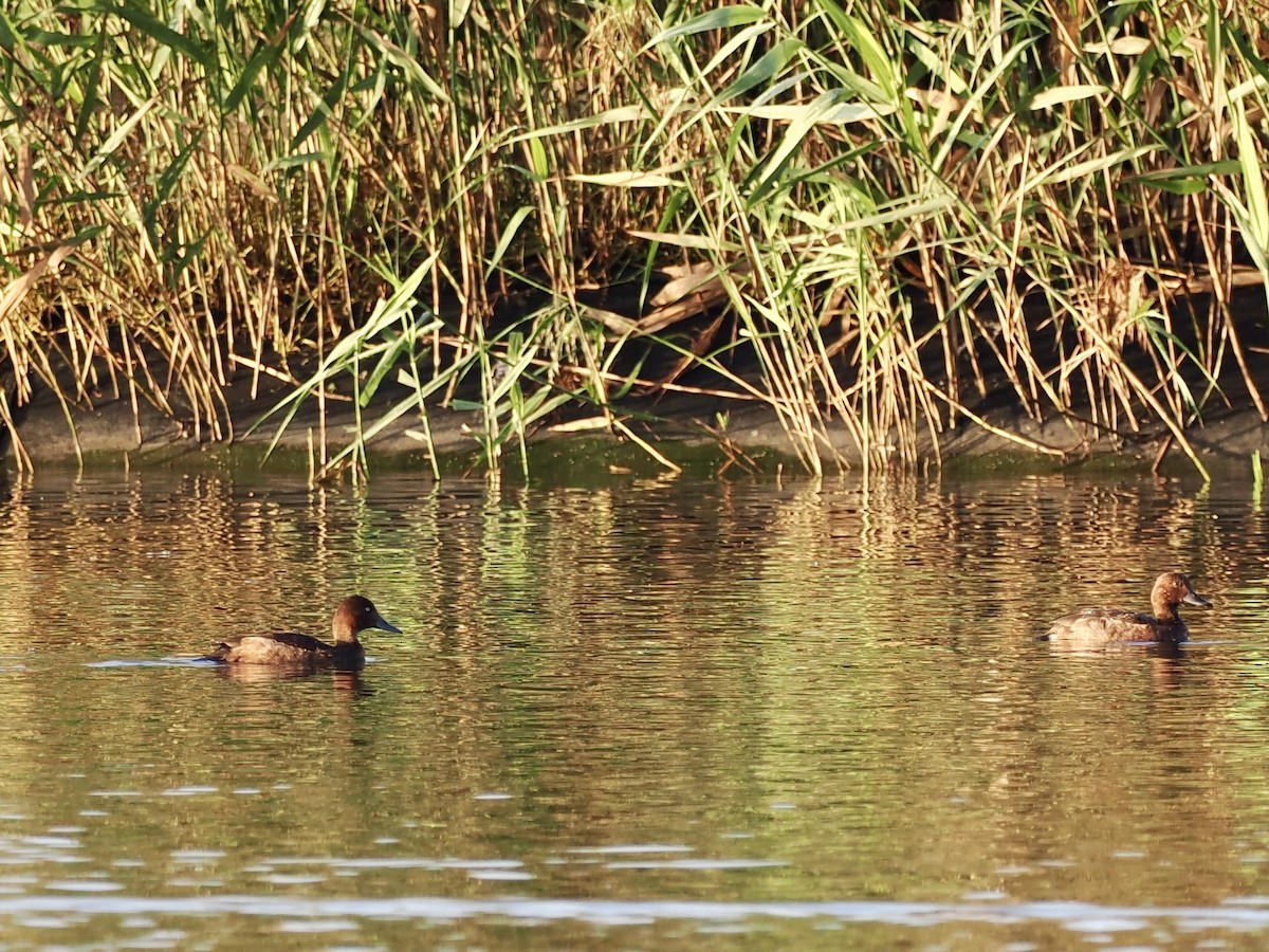 Porrón Pardo - ML646681230