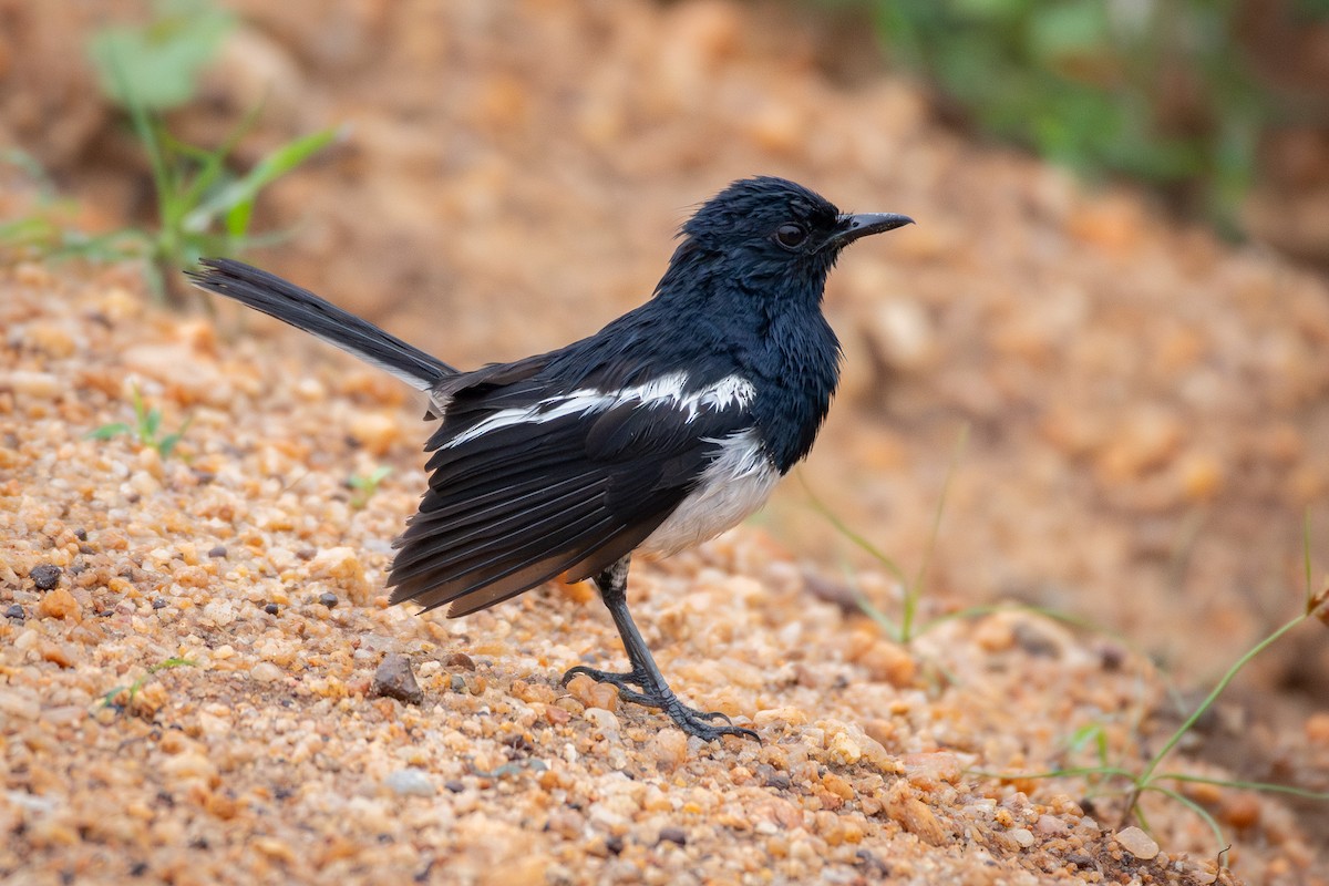 Dajalschama [saularis-Gruppe] - ML646681231