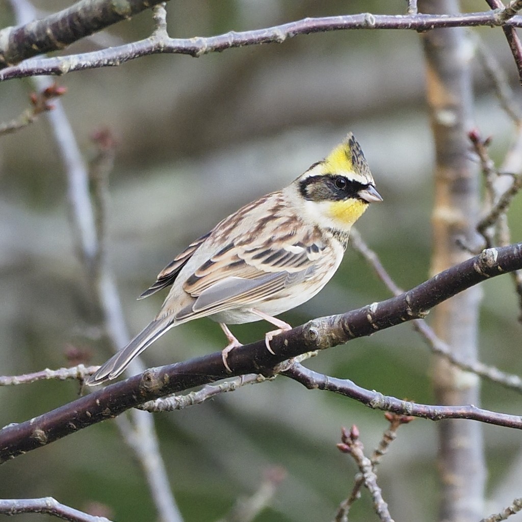 Berdantza lerdena - ML646681233