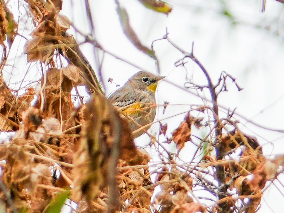 キヅタアメリカムシクイ（auduboni） - ML646681235