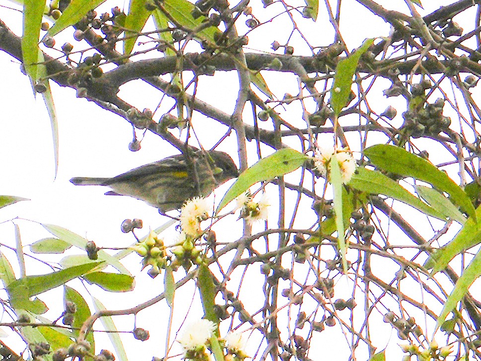 キヅタアメリカムシクイ（auduboni） - ML646681236