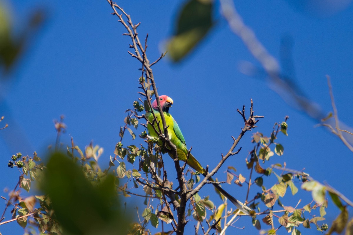 Perruche à tête prune - ML646681239