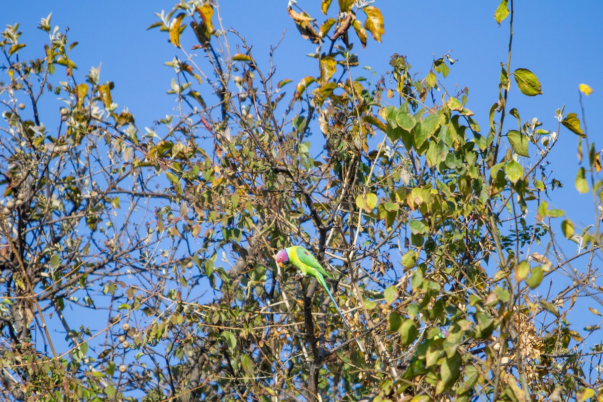 Perruche à tête prune - ML646681240