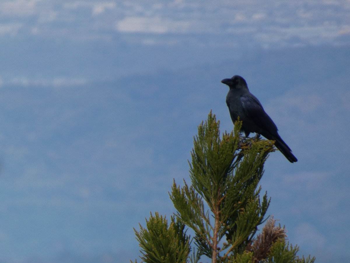 Large-billed Crow - ML646681242