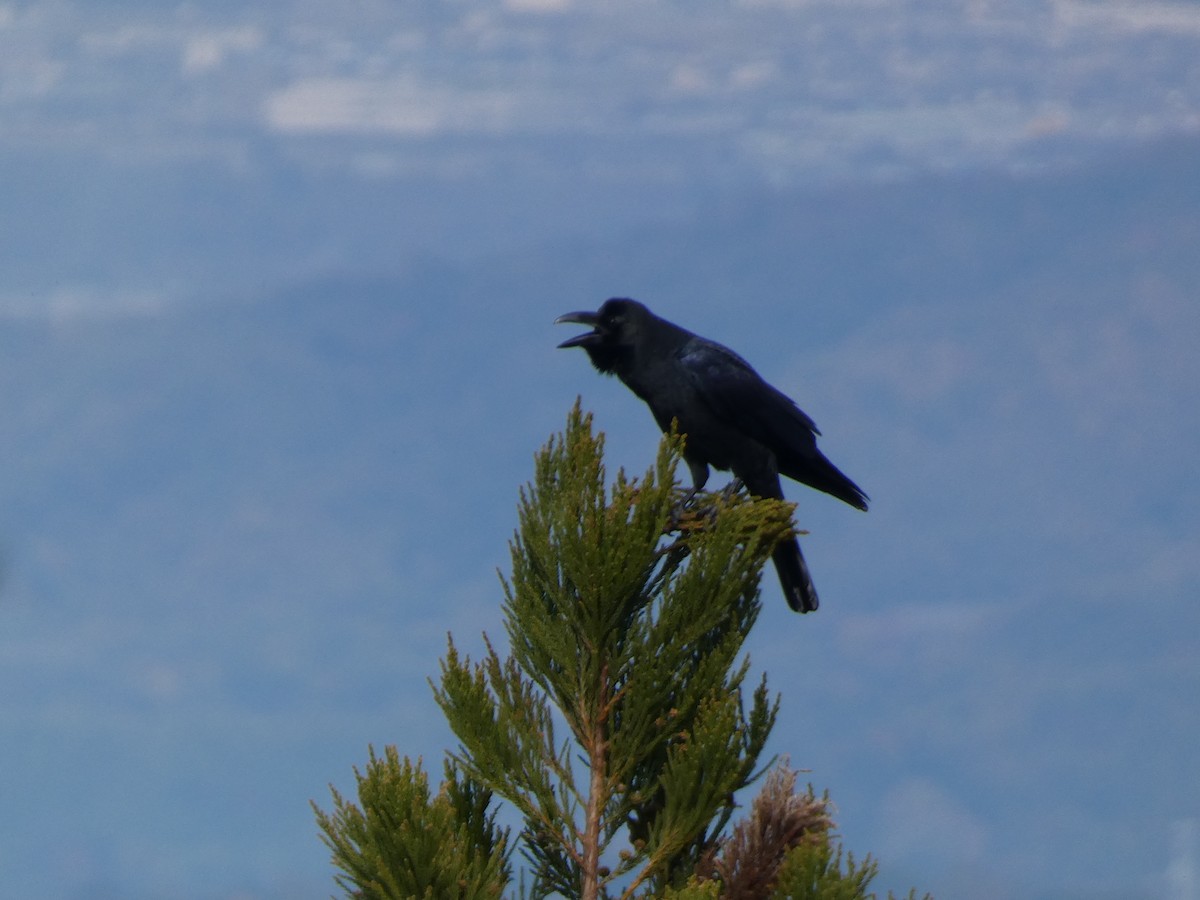 Large-billed Crow - ML646681243