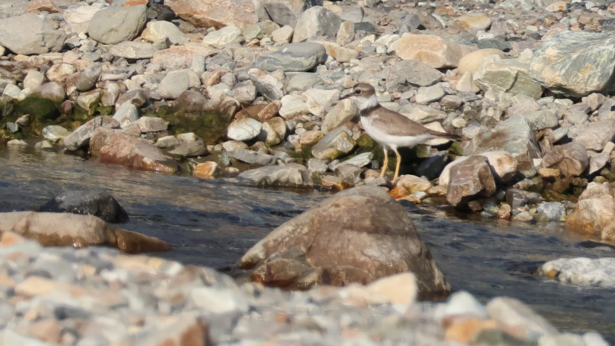 Long-billed Plover - ML646681244