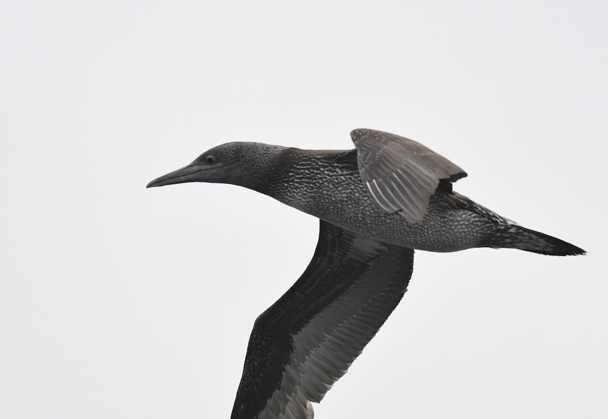 Basstölpel - ML646681245