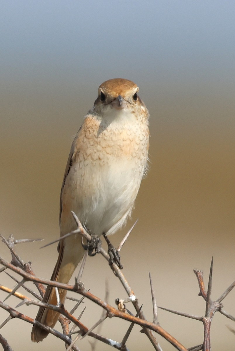Isabelline Shrike - ML646681246