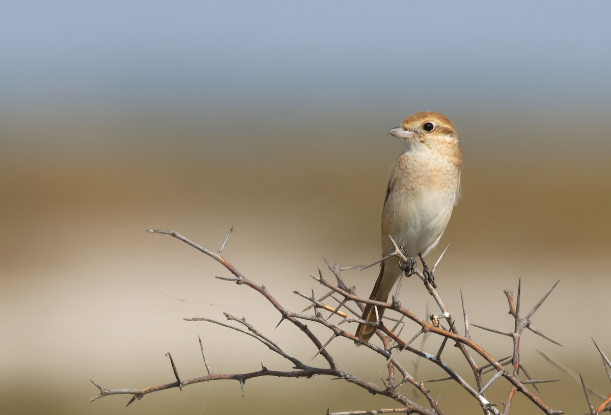 Isabelline Shrike - ML646681247