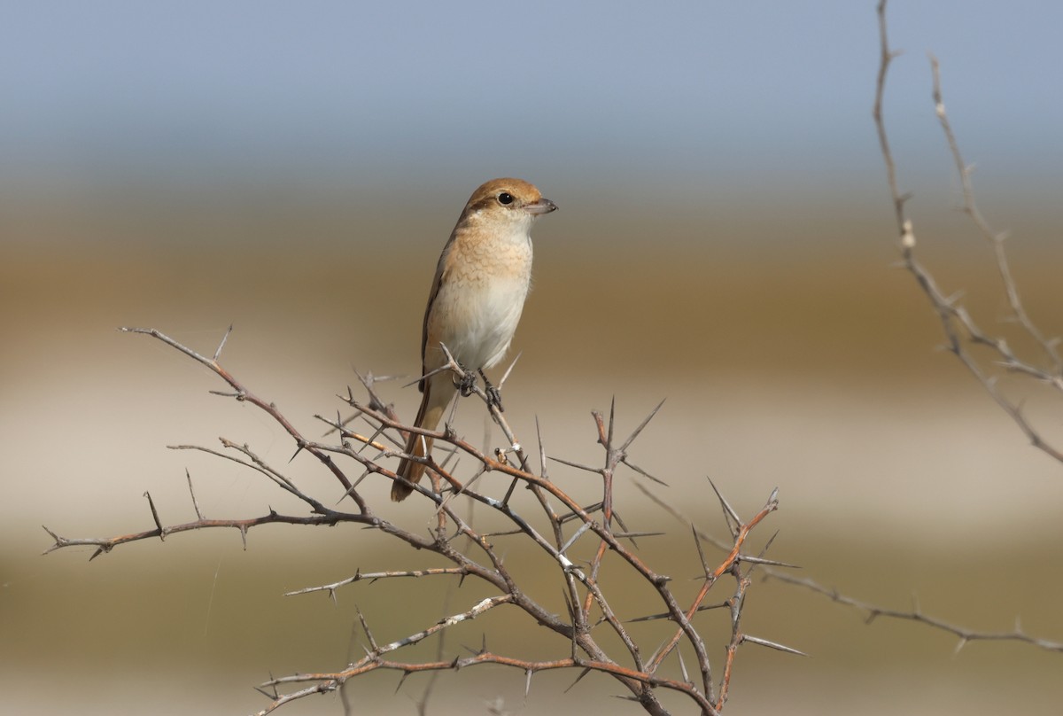 Isabelline Shrike - ML646681248