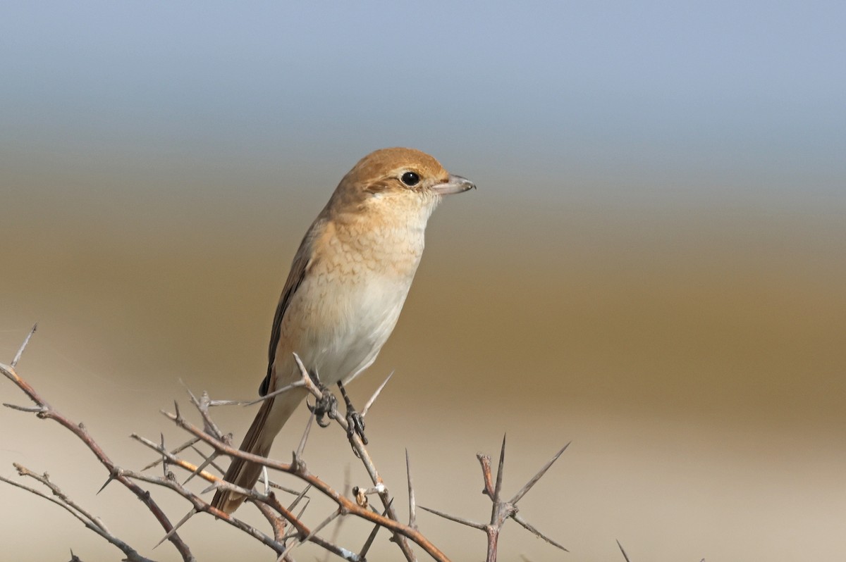 Isabelline Shrike - ML646681249