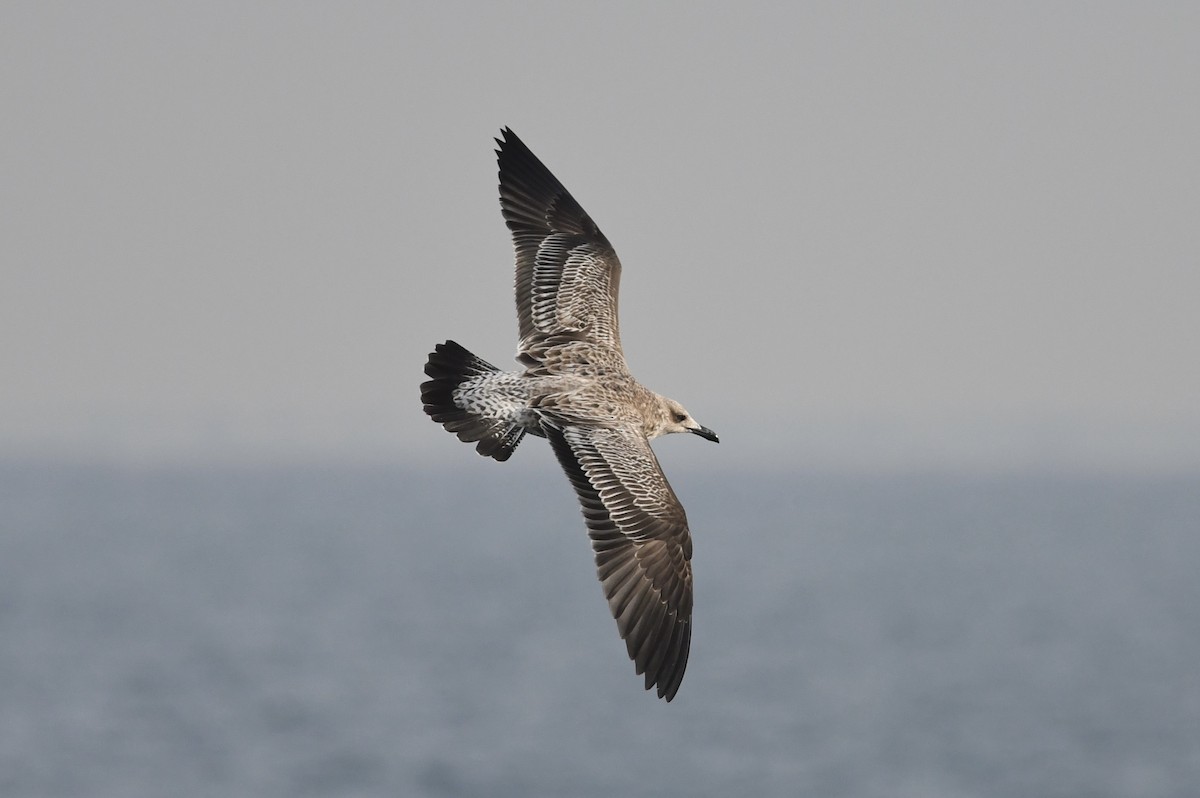 Heringsmöwe - ML646681253