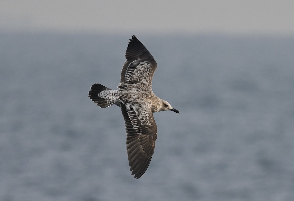 Heringsmöwe - ML646681254