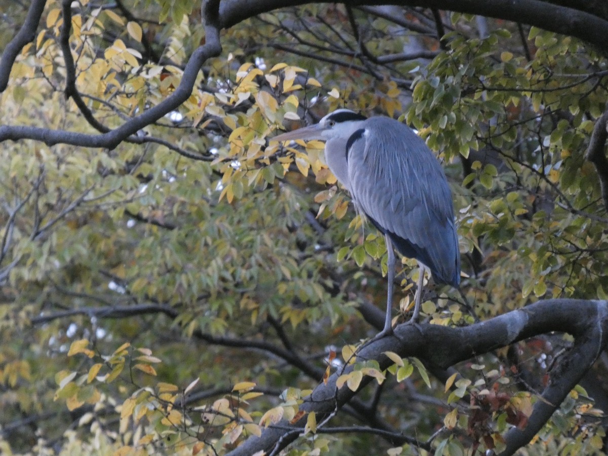 Gray Heron - ML646681258
