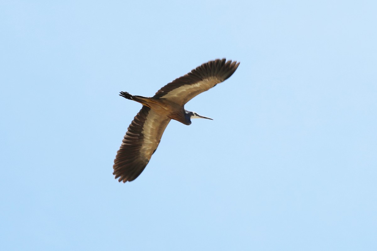 Garceta Cariblanca - ML646681259