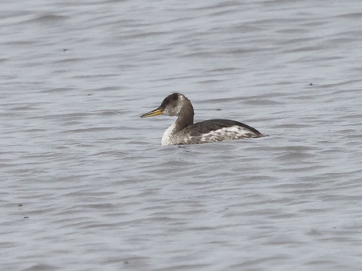 Somormujo Cuellirrojo - ML646681264