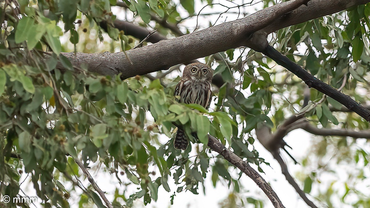 Pearl-spotted Owlet - ML646681267
