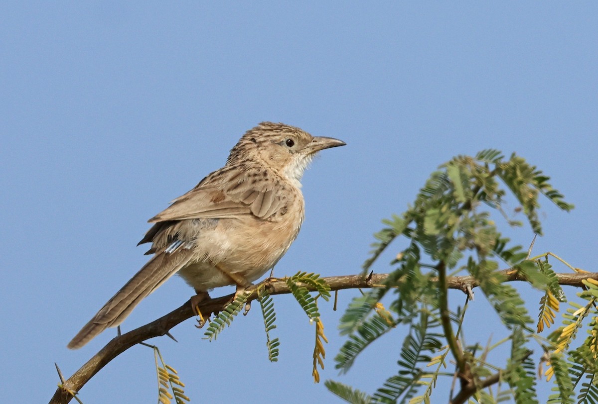 Common Babbler - ML646681268