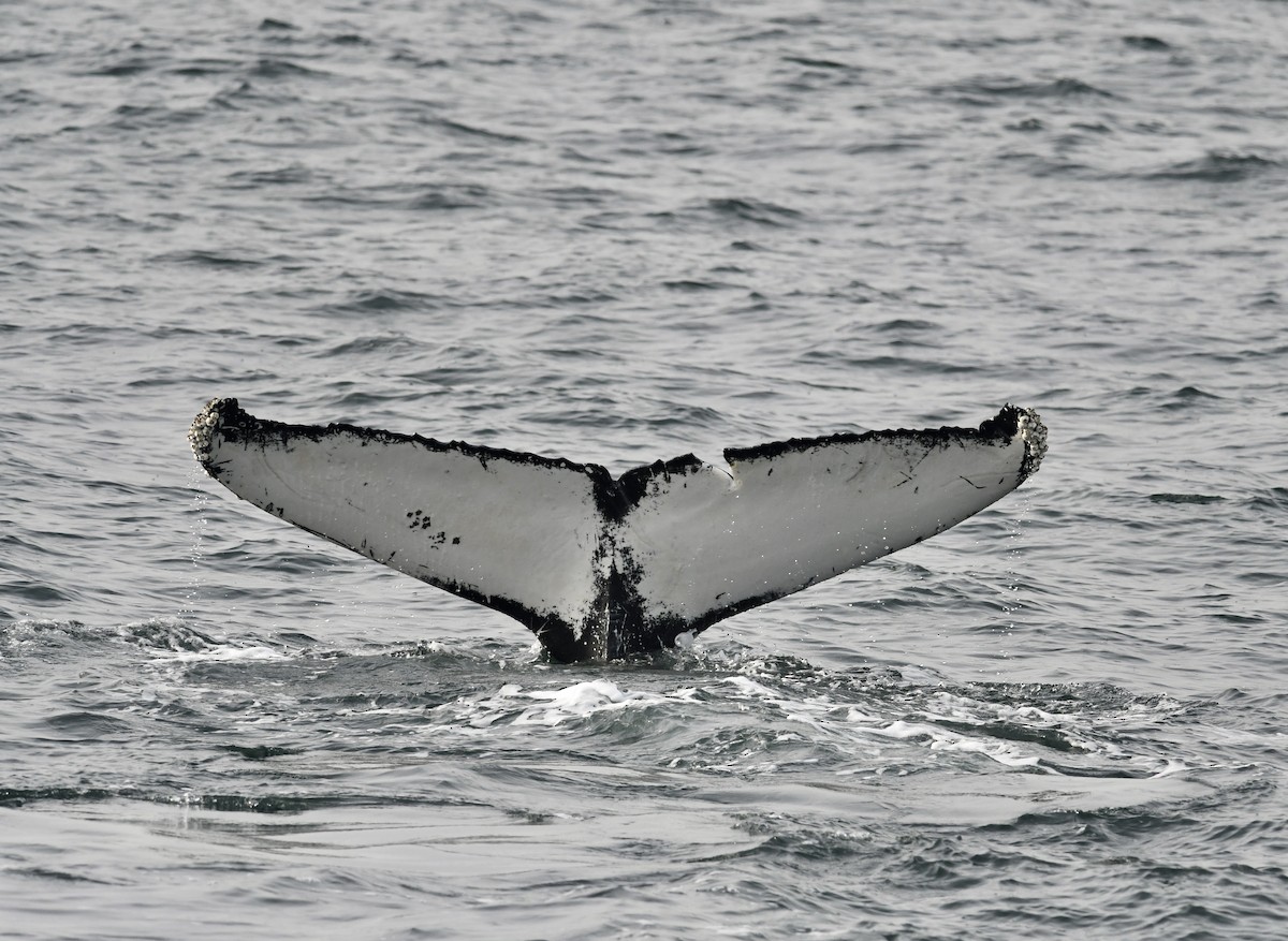 Buckelwal - ML646681270