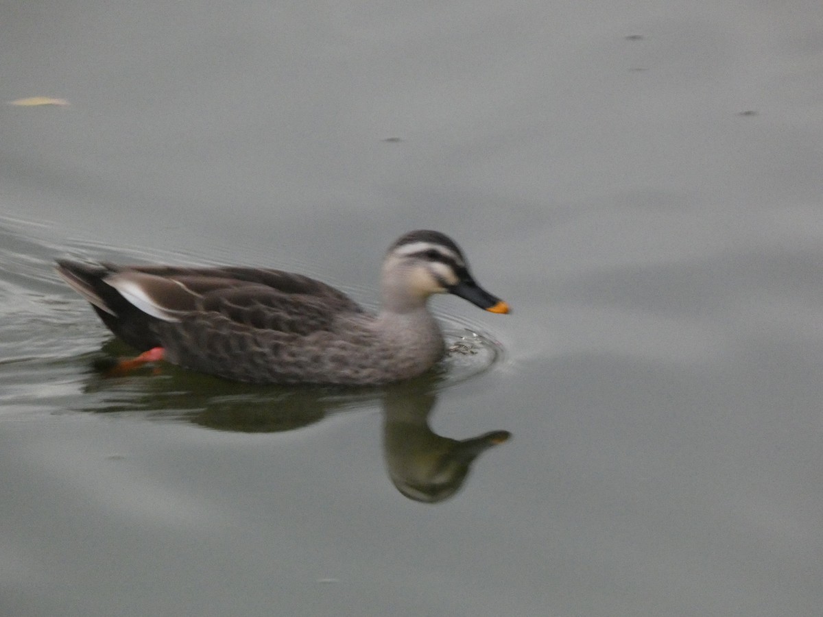 Eastern Spot-billed Duck - ML646681274