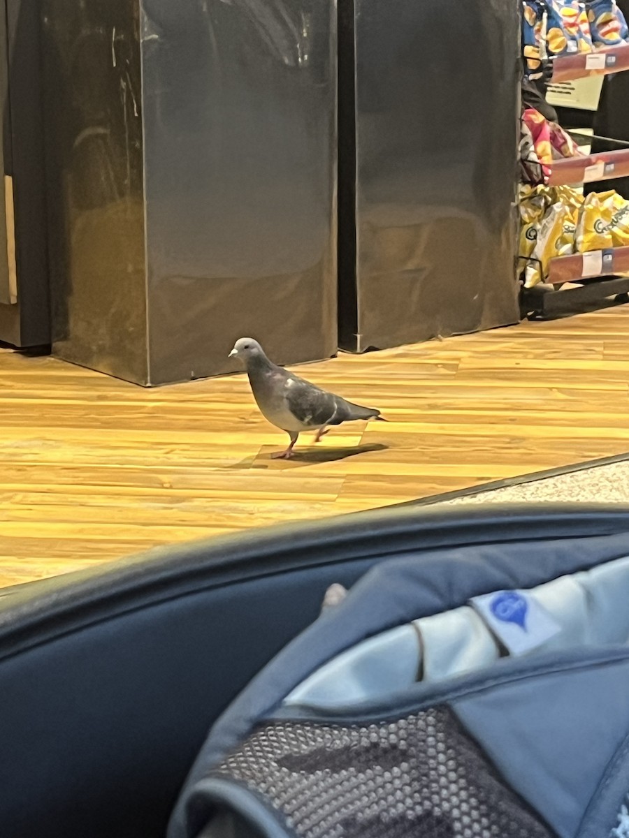 Хөхвөр тагтаа (суурин газрын) - ML646681275