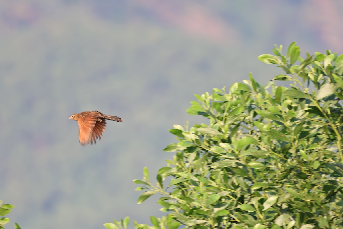 Бенгальский кукаль - ML646681276