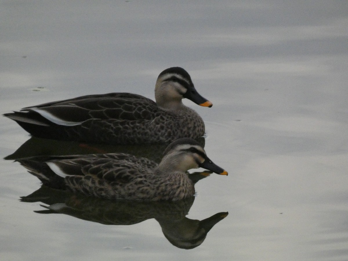 Eastern Spot-billed Duck - ML646681278