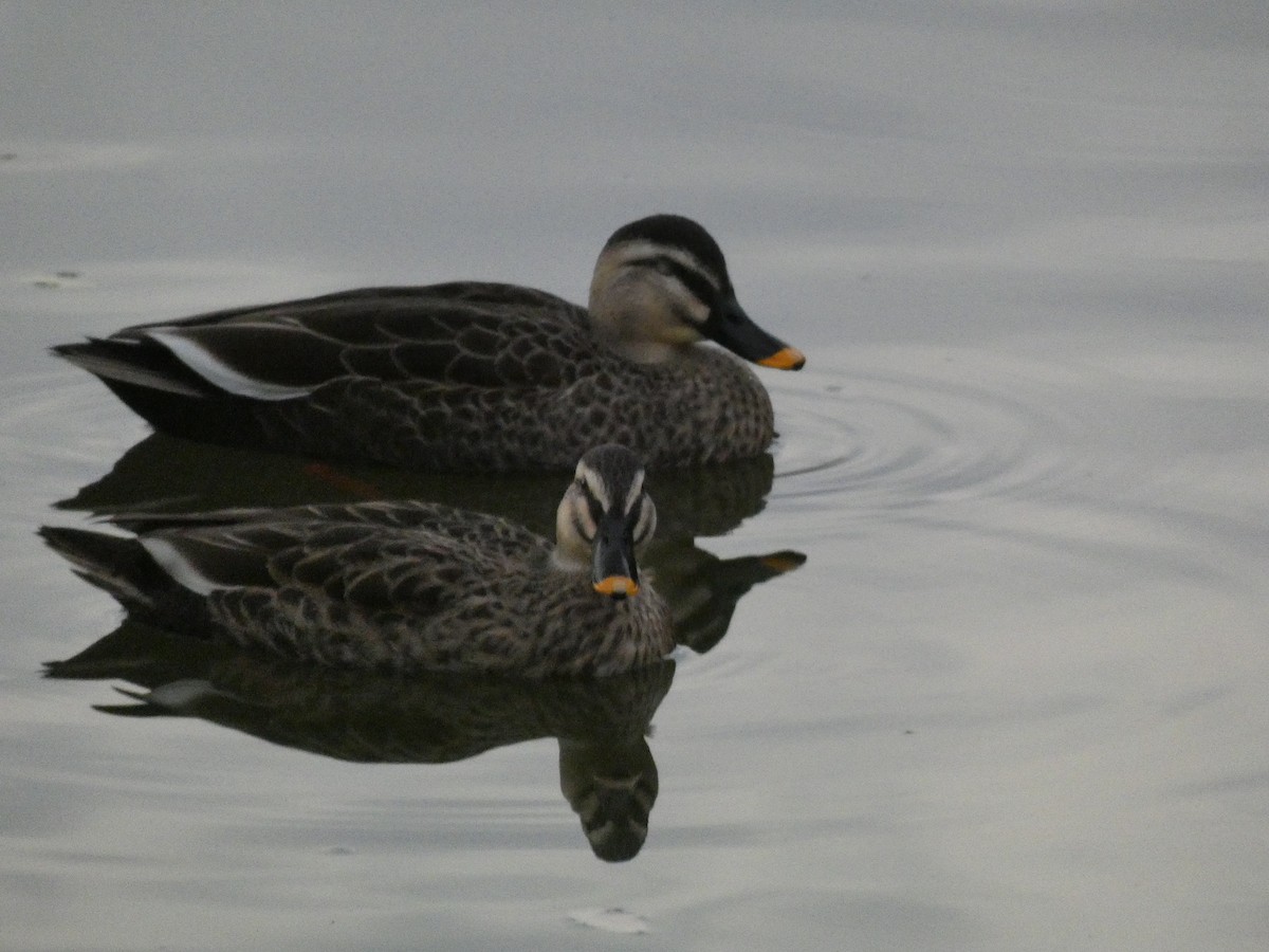 Eastern Spot-billed Duck - ML646681279