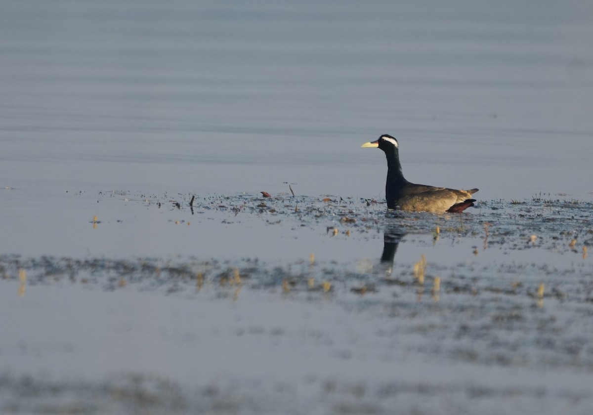 ostnák hnědoocasý - ML646681281