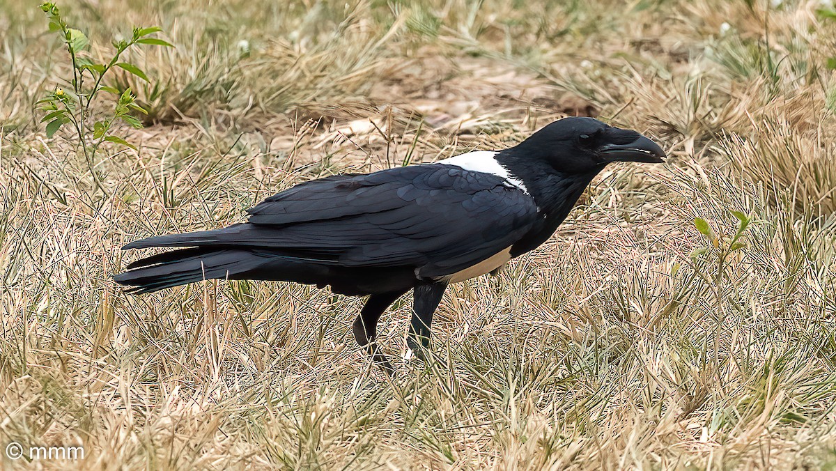 Erroi azpizuria - ML646681283